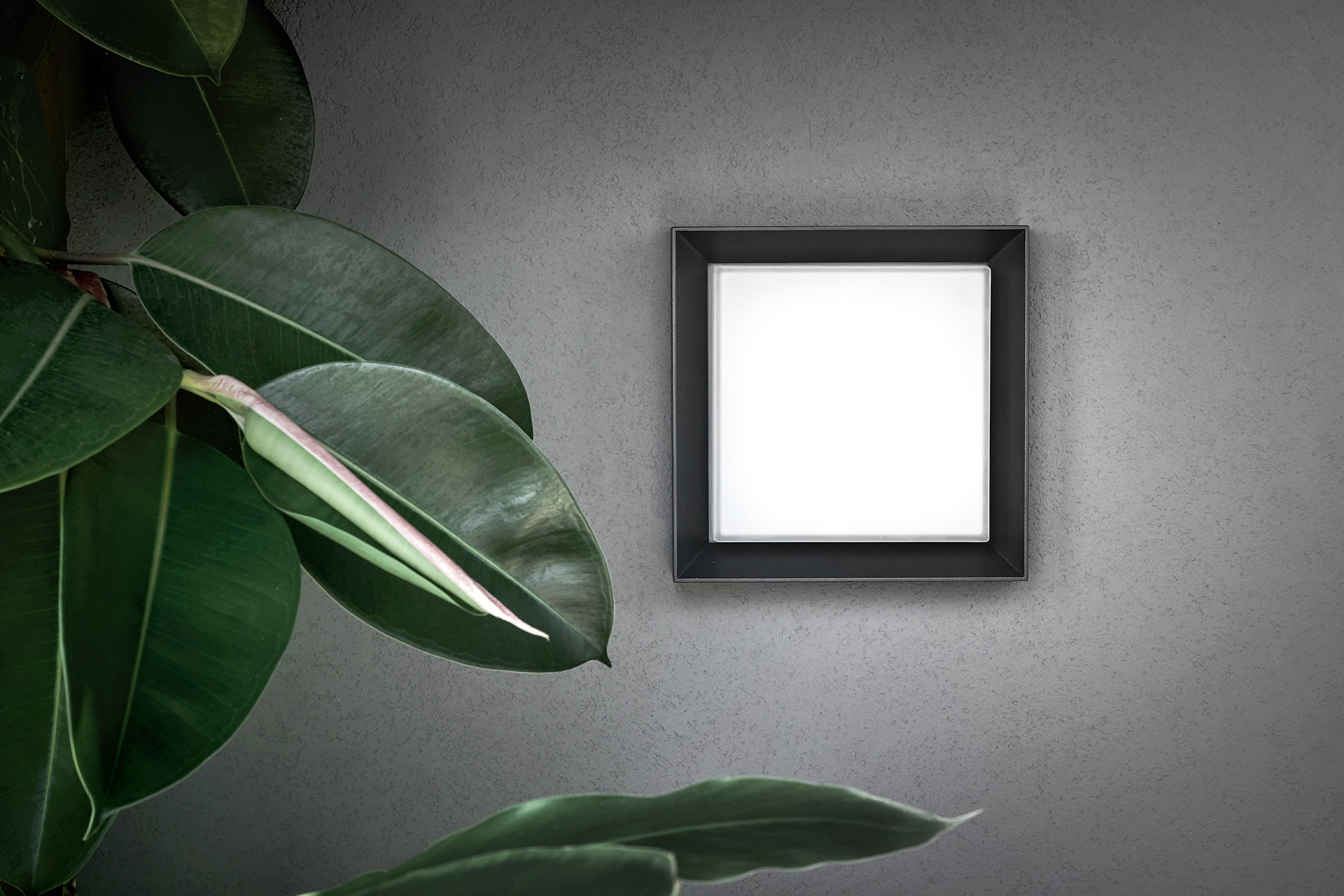 Full Width Image